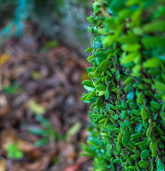 Hedge cutting Minneola Florida